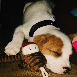 Meet your Posher, Bella